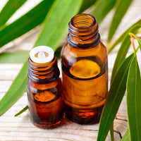 Eucalyptus: