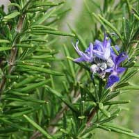 Rosemary: