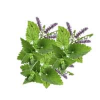 Patchouli: