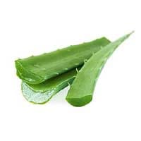 Aloe Vera: