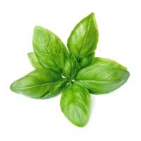 Basil: