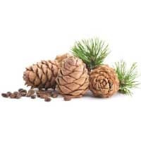 Cedarwood: