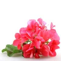 Geranium:
