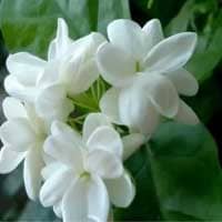Jasmine: