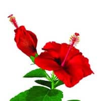 Jaswand (Hibiscus):