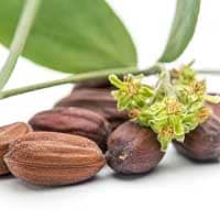 Jojoba: