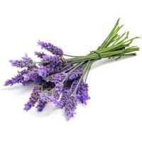 Lavender: