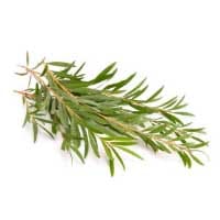 Tea Tree: